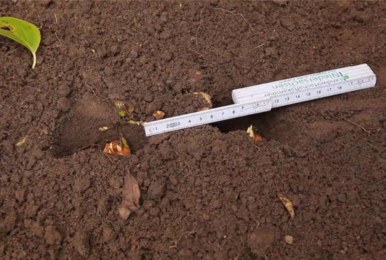 Krokusse - Zwiebeln einpflanzen (3) Krokusse - Zwiebeln einpflanzen (3)