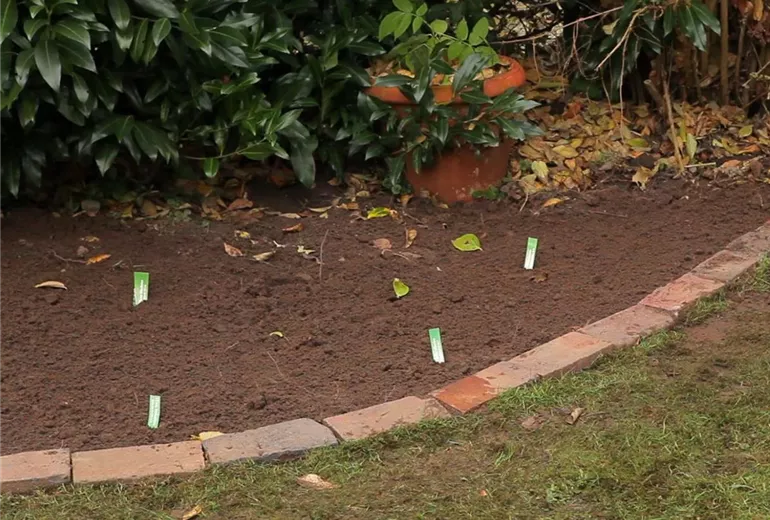 Krokusse - Zwiebeln einpflanzen (4) Krokusse - Zwiebeln einpflanzen (4)