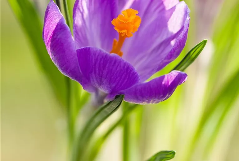 Crocus vernus 'King of the Striped'