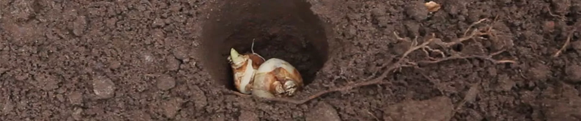 Narzissen - Blumenzwiebeln einpflanzen (2)