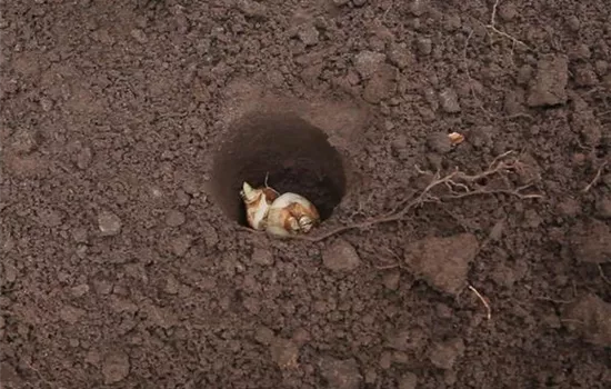 Narzissen - Blumenzwiebeln einpflanzen