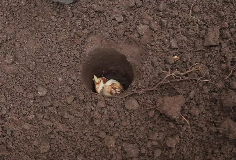 Narzissen - Blumenzwiebeln einpflanzen (2)