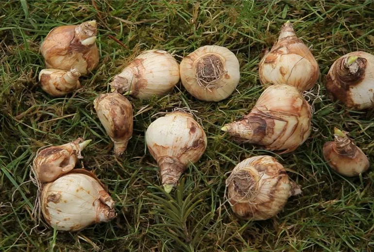 Narzissen - Blumenzwiebeln einpflanzen (1)