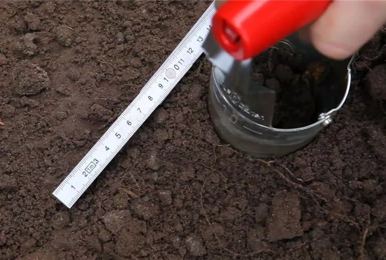 Narzissen - Blumenzwiebeln einpflanzen (3)