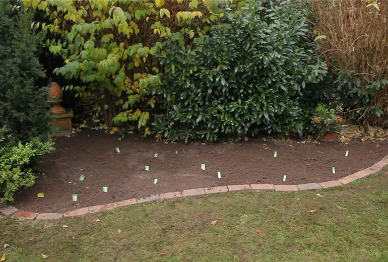 Narzissen - Blumenzwiebeln einpflanzen (4)