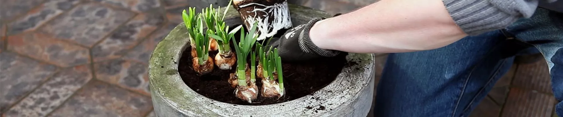 Osterglocken - Einpflanzen in ein Gefäß (4)