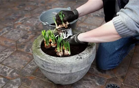 Osterglocken - Einpflanzen in ein Gefäß