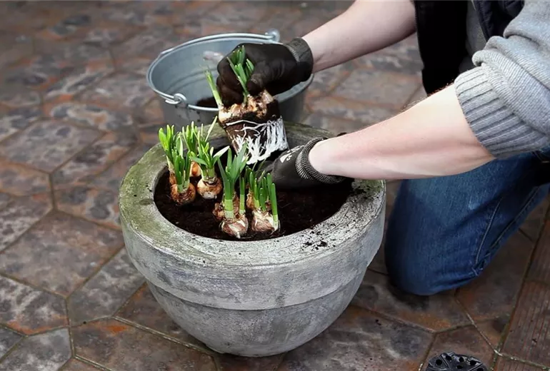 Osterglocken - Einpflanzen in ein Gefäß (4)
