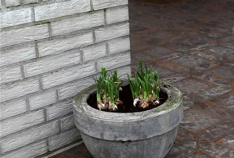 Osterglocken - Einpflanzen in ein Gefäß (1)