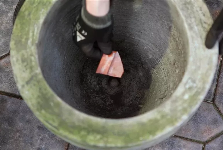 Osterglocken - Einpflanzen in ein Gefäß (2)