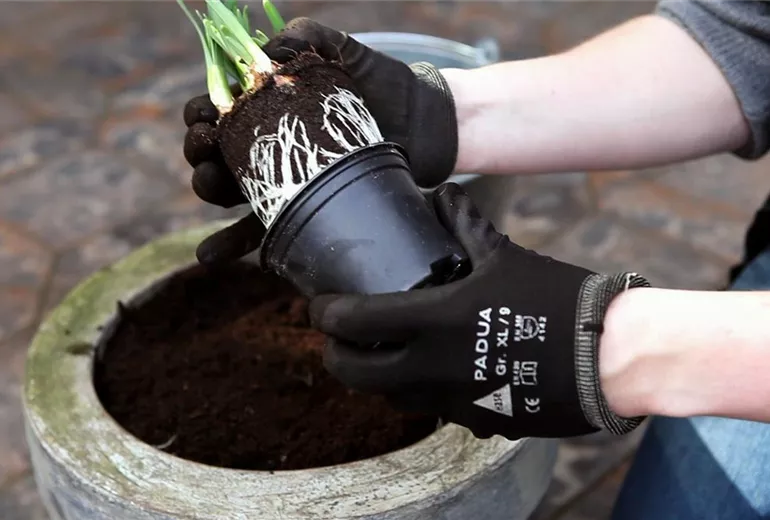 Osterglocken - Einpflanzen in ein Gefäß (3)