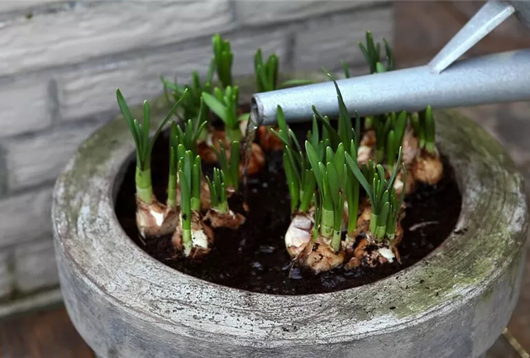 Osterglocken - Einpflanzen in ein Gefäß (5)
