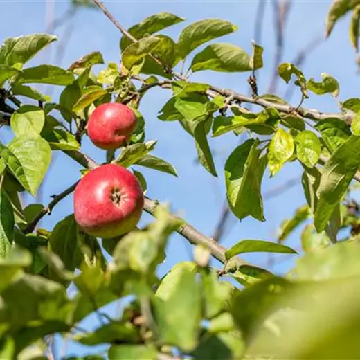 Malus 'Schöner von Nordhausen' CAC