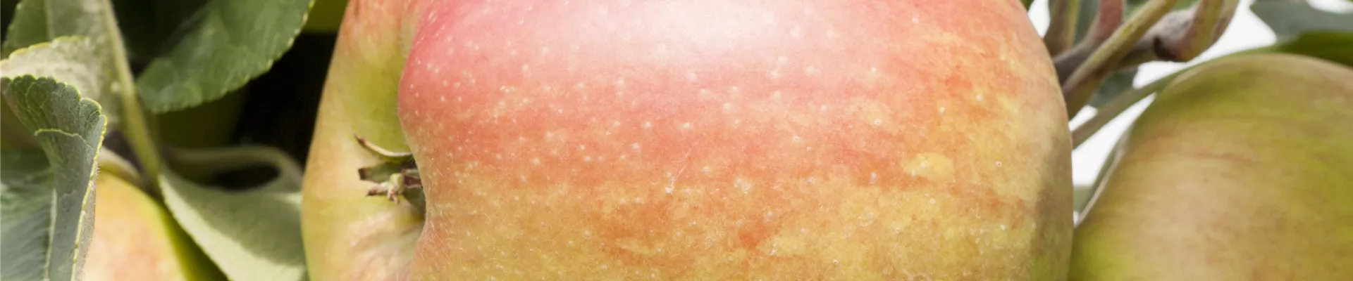 Malus 'Ballerina'® Malus 'Ballerina'®