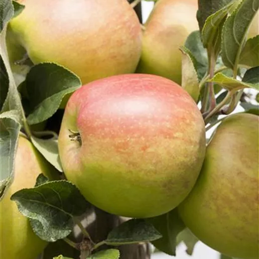 Malus 'Delbarestivale' CAC Malus 'Delbarestivale' CAC