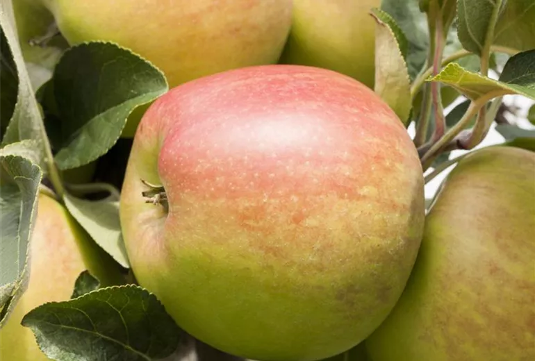 Malus 'Ballerina'® Malus 'Ballerina'®