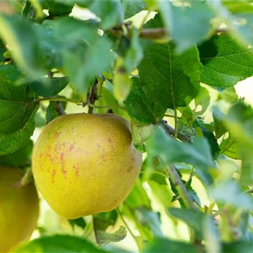 Malus 'Schöner von Wiltshire' CAC