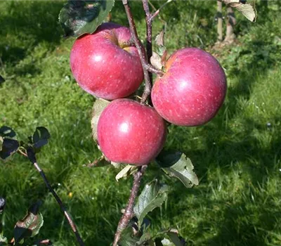 Malus 'Wettringer Taubenapfel' CAC Malus 'Wettringer Taubenapfel' CAC