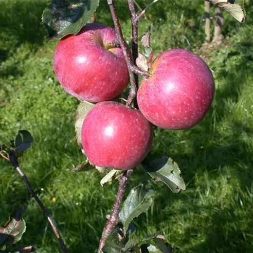 Malus 'Wettringer Taubenapfel' CAC Malus 'Wettringer Taubenapfel' CAC