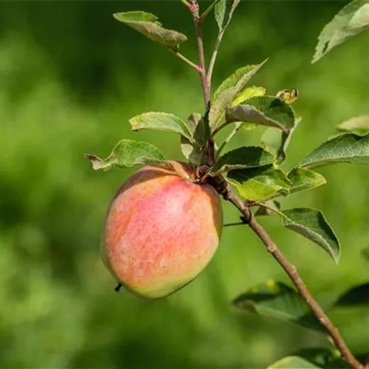 Malus 'Prinz Albrecht von Preußen' CAC Malus 'Prinz Albrecht von Preußen' CAC