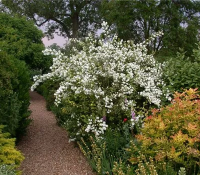 Philadelphus 'Schneesturm'