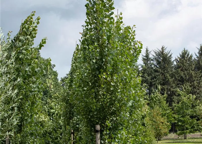 Populus tremula Populus tremula