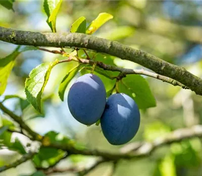 Prunus dom.'Haganta' -S- CAC