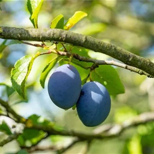 Prunus dom.'Haganta' -S- CAC Prunus dom.'Haganta' -S- CAC