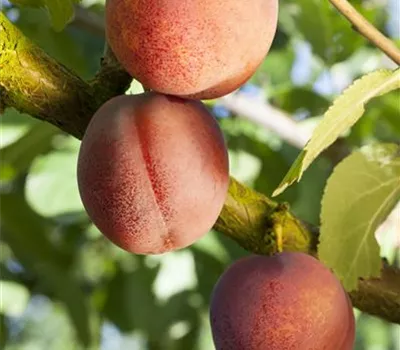 Prunus arm.'Ungarische Beste' CAC
