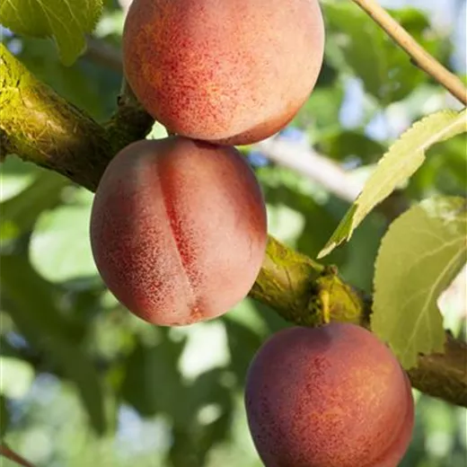 Prunus dom.'Königin Viktoria' CAC