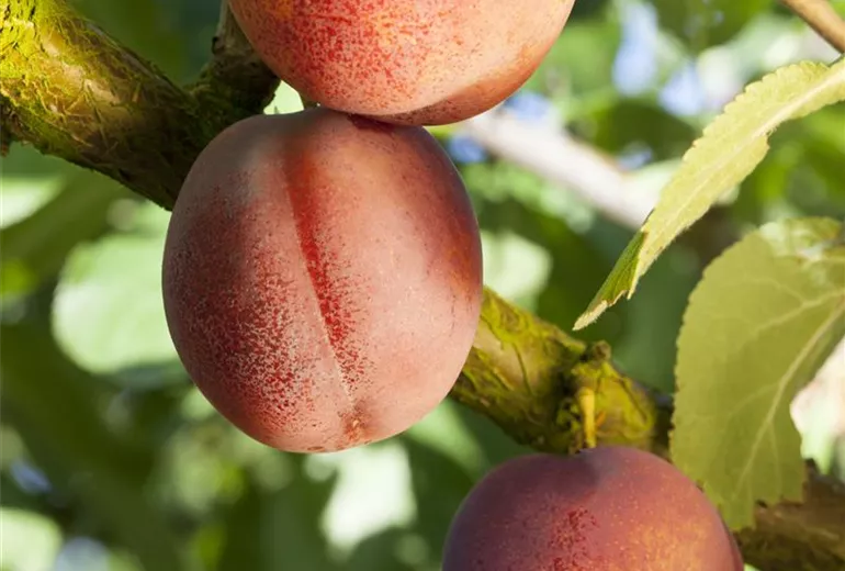 Prunus armeniaca 'Ungarische Beste' Prunus armeniaca 'Ungarische Beste'