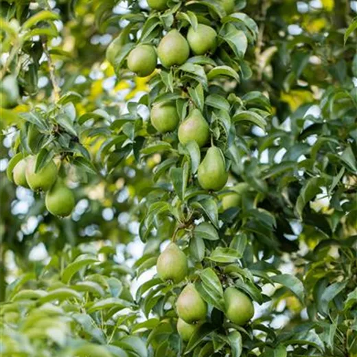 Pyrus com.'Gräfin von Paris' CAC Pyrus com.'Gräfin von Paris' CAC