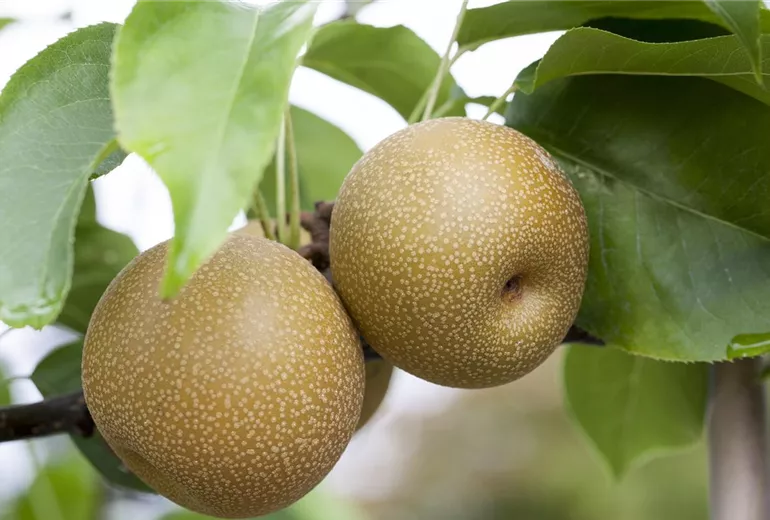 Pyrus pyrifolia 'Hosui'