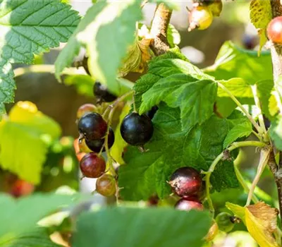 Ribes Jostabeere CAC