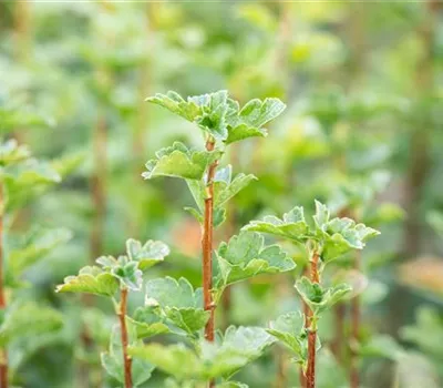 Ribes alpinum 'Schmidt'