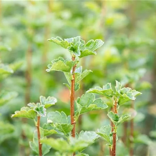 Ribes alpinum 'Schmidt'