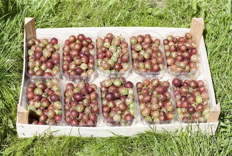 Ribes uva-crispa Ribes uva-crispa