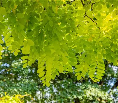 Robinia pseudoac.'Frisia'