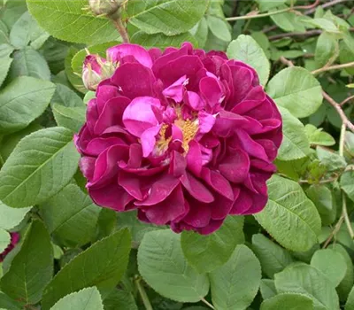Rosa rugosa 'Hansa' STR