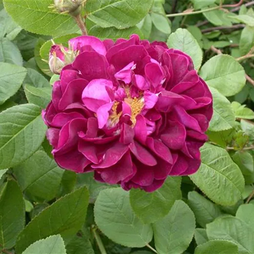 Rosa rugosa 'Hansa' STR