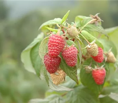 Rubus frut. x idae. 'Tayberry'