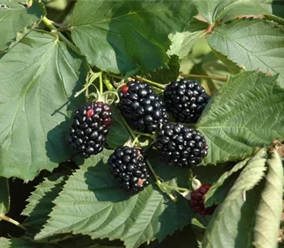 Rubus frut.'Theodor Reimers' CAC