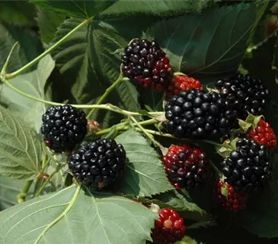 Rubus id.'Black Jewel' CAC