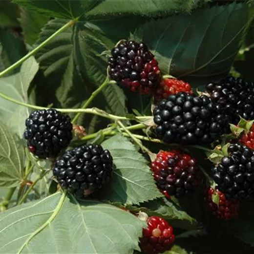 Rubus id.'Black Jewel' CAC