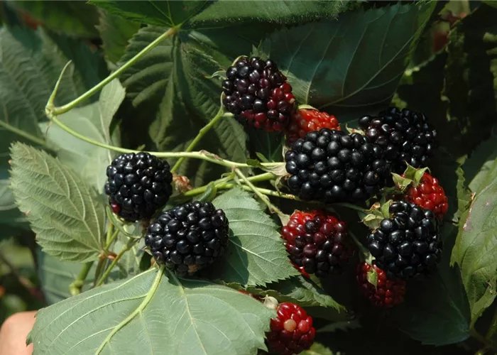 Rubus id.'Black Jewel' CAC