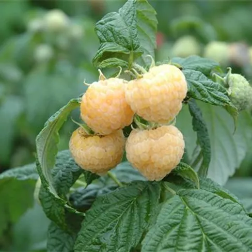 Rubus id.'Golden Everest' CAC Rubus id.'Golden Everest' CAC