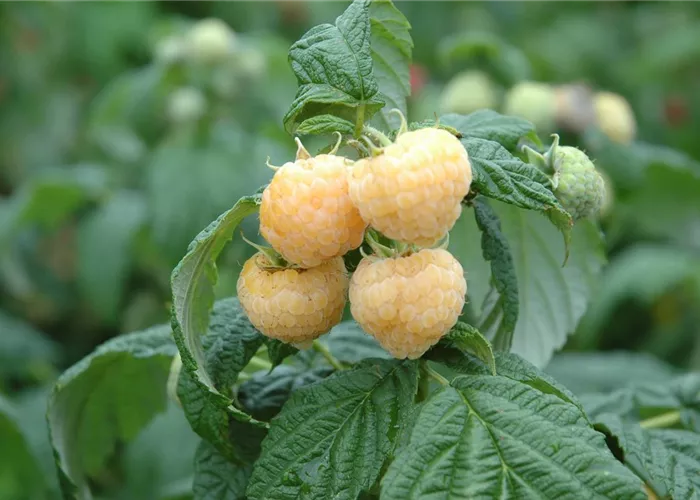 Rubus id.'Golden Everest' CAC