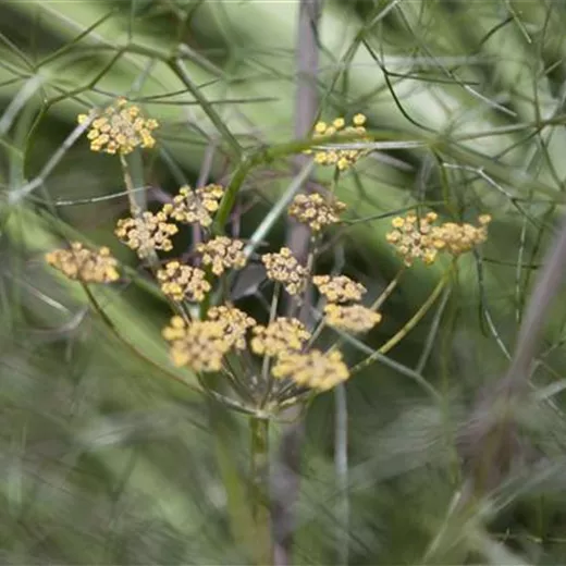 Foeniculum vulgare 'Rubrum'