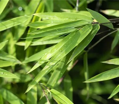 Fargesia nitida "Black Pearl"