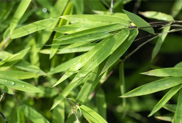 Fargesia nitida 'Black Pearl' Fargesia nitida 'Black Pearl'